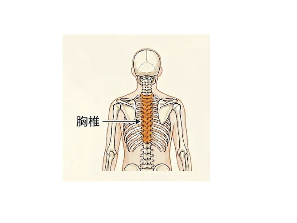 胸椎について説明する図